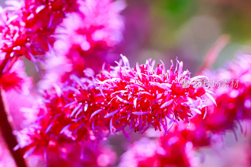 微距花蕾花心花粉植物特写