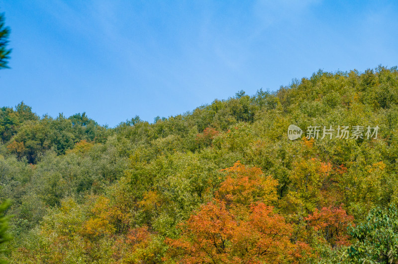 河南洛阳白云山风景区秋色