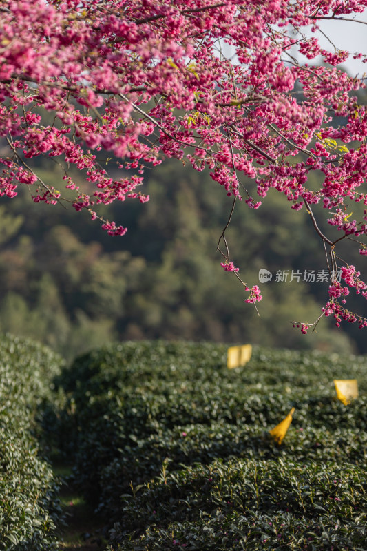 樱花盛开