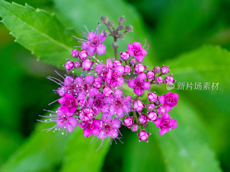 春天的粉花绣线菊