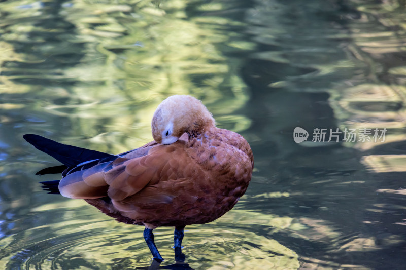 野鸭子水鸟栖息在平静的湖面上