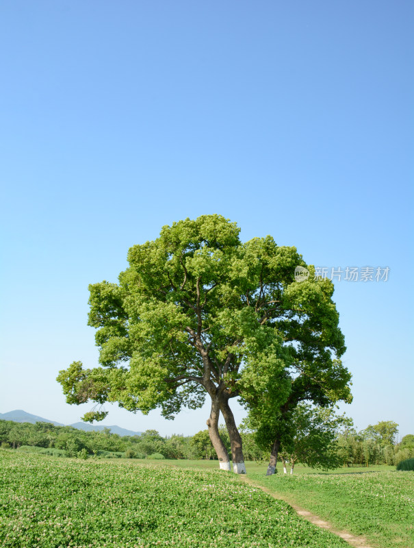 良渚遗址湿地公园风光美景