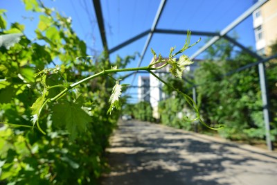 户外葡萄藤绿植特写