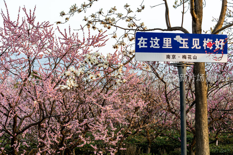 南京明孝陵梅花山梅花开