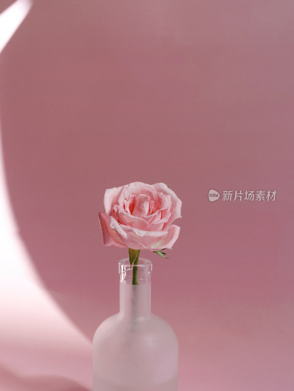 粉色背景上的一朵粉色玫瑰花