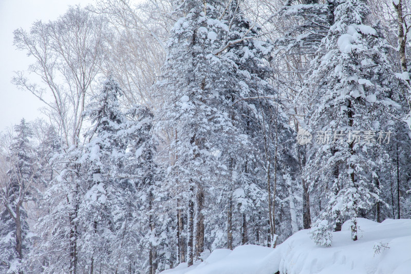 黑龙江 双峰林场 雪乡