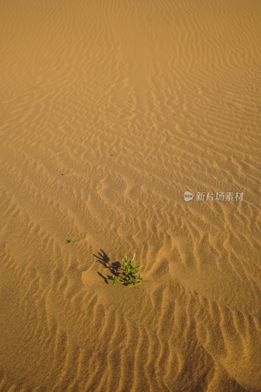 内蒙古阿拉善右旗，巴丹吉林沙漠，沙丘