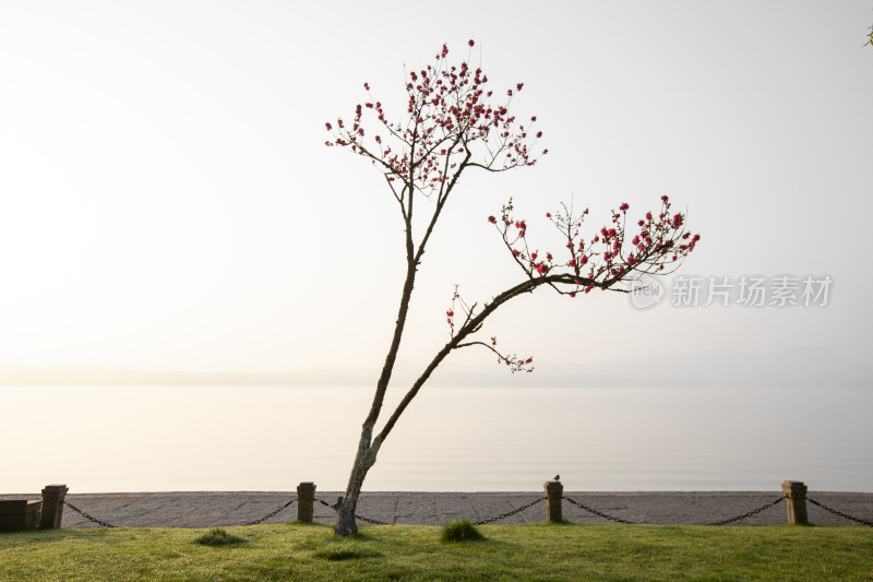 杭州西湖白堤 朝阳下一棵桃花树