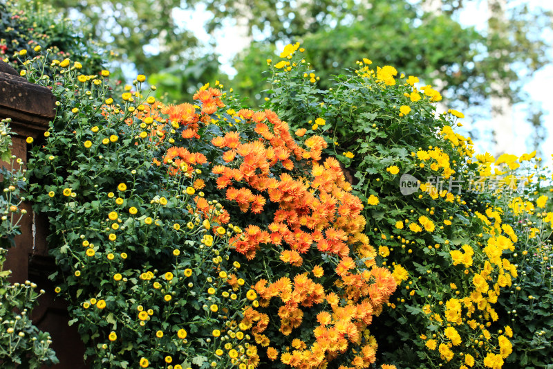 菊花花墙背景