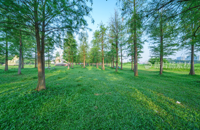 广州大学城露营地公园绿色树林草坪草地