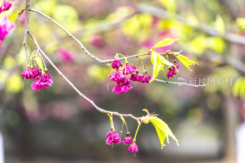 春天盛开的花朵