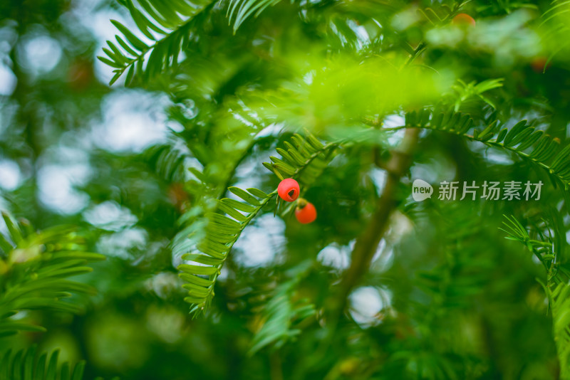 红豆杉树
