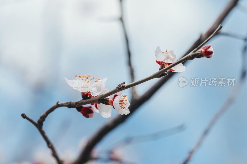 山桃花开在枝头