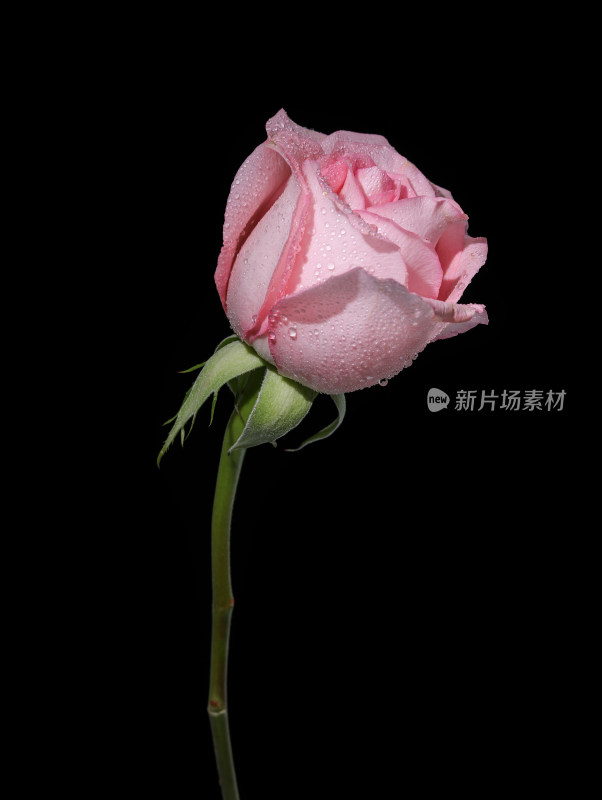 黑色背景上一支粉红色玫瑰花的特写