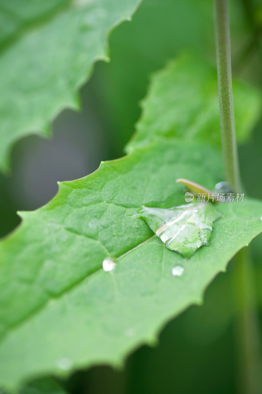 雨后绿叶上的雨滴特写