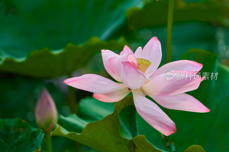 池塘中的荷花