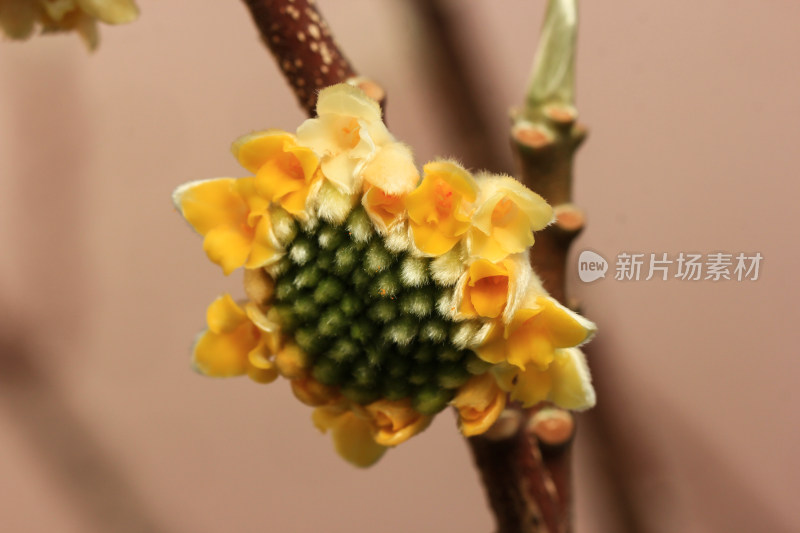 金黄的结香花花朵盛开