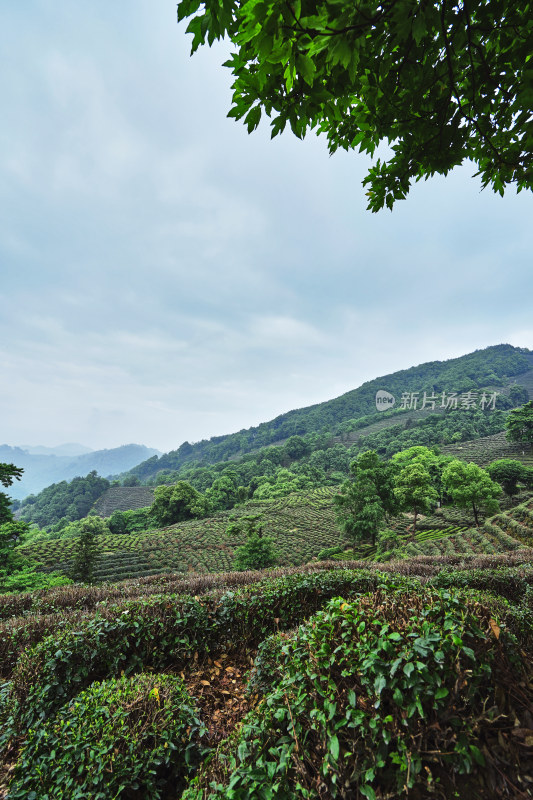 夏天的茶园