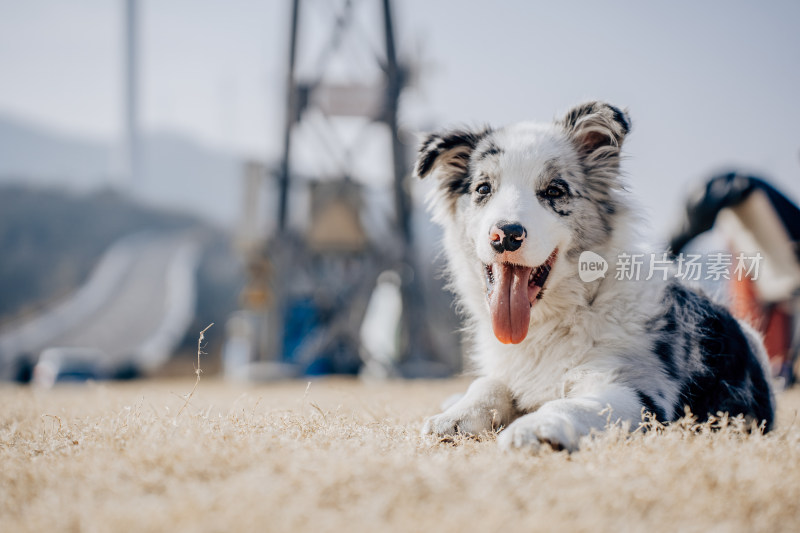 草地上吐舌卖萌的边牧犬