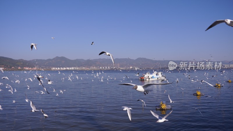 海埂大坝海鸥