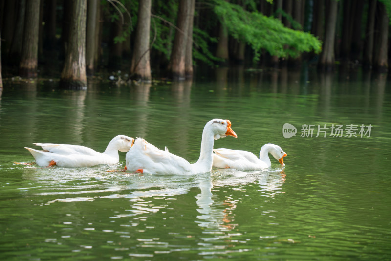 水中成群白鹅嬉戏的自然景象