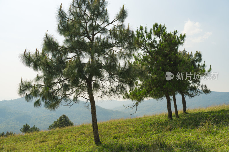 田野上的树木顶着晴朗的天空