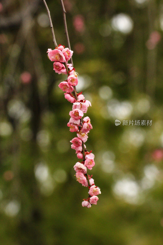 春雨后的梅花