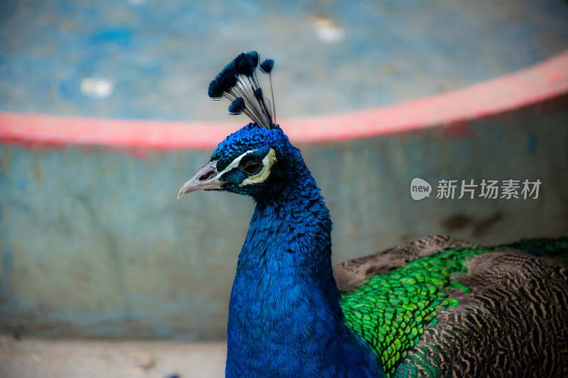 蓝孔雀头部特写展现羽毛的美丽与独特