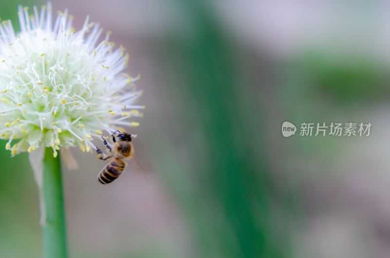 蜜蜂在大葱头上采蜜