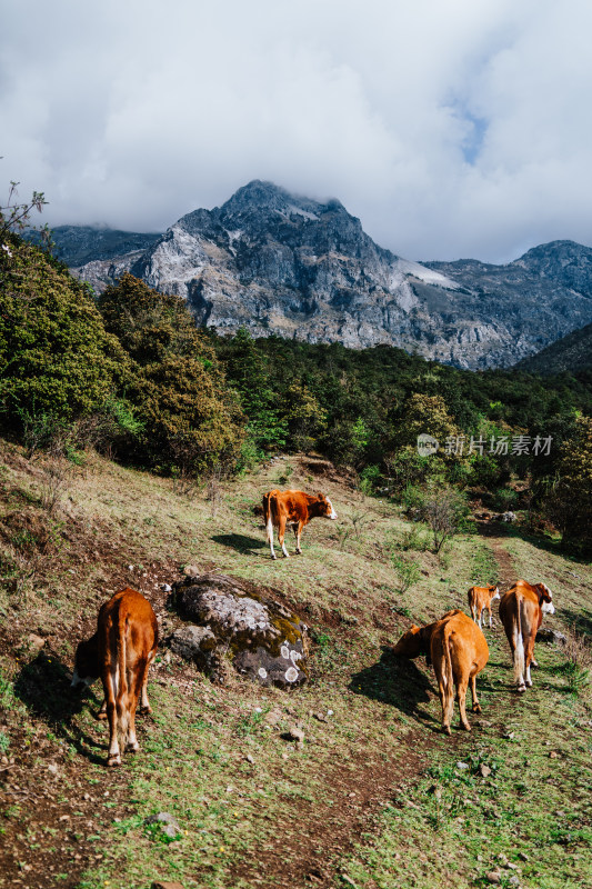 丽江玉龙雪山牧民养的牛