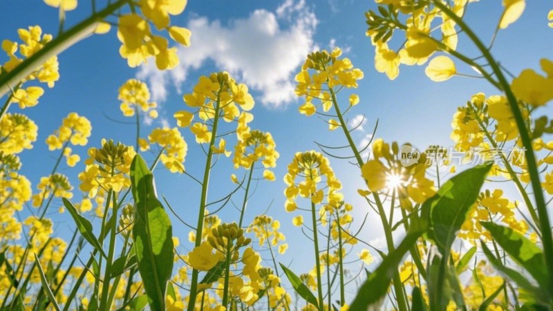 油菜花田与天空