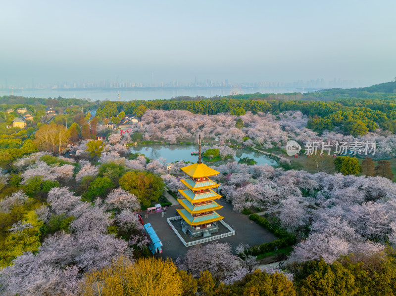 湖北武汉春季白天东湖樱花园航拍风光