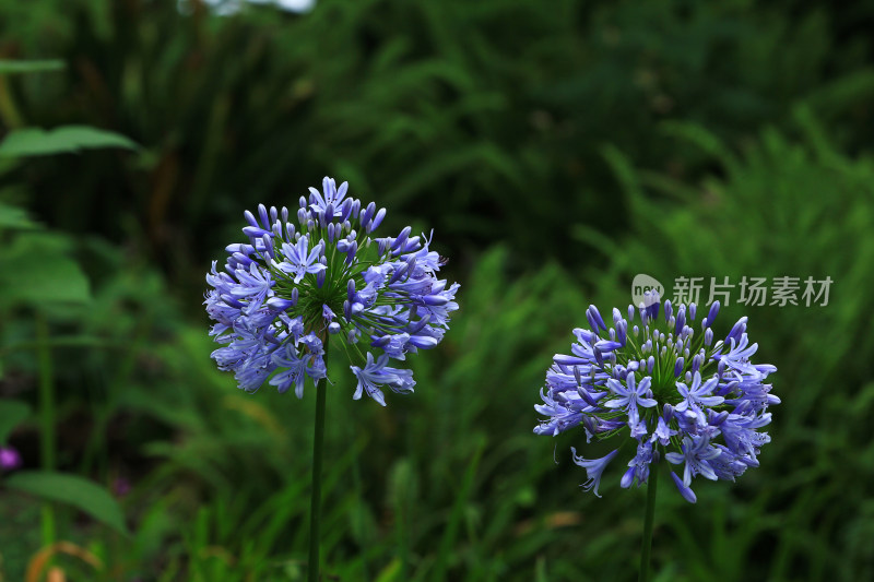 绿化植物欧石竹花