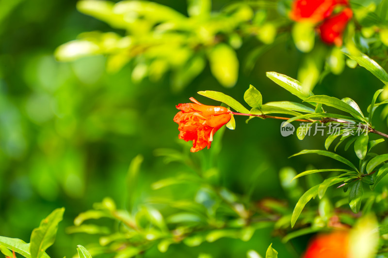 夏日火红石榴花