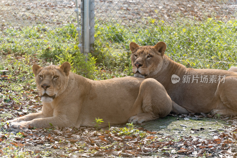 四川成都温江野生动物园狮子