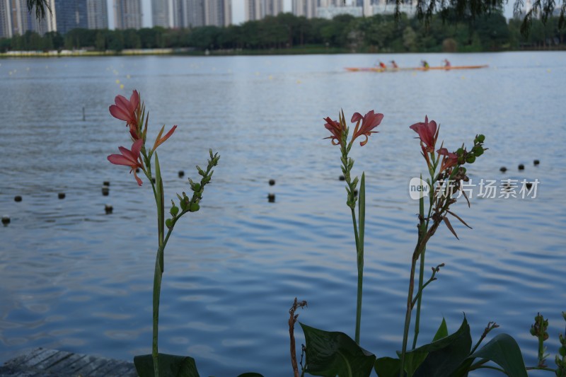 顺峰山公园蕉芋花