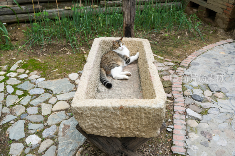 猫躺在石槽中休息简州猫