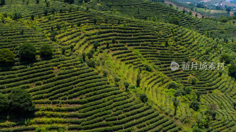 茶叶茶山茶艺茶园采茶茶红茶绿茶春茶茶叶茶