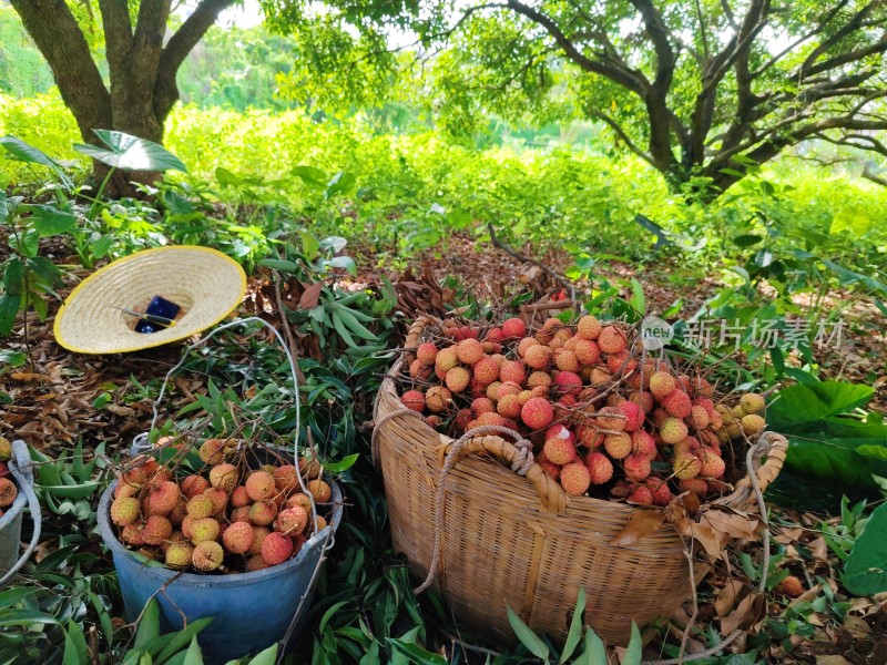 荔枝果园中的丰收景象