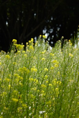 厦门园博苑的油菜花田