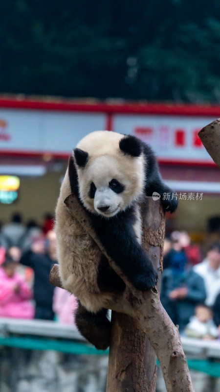 爬树的大熊猫