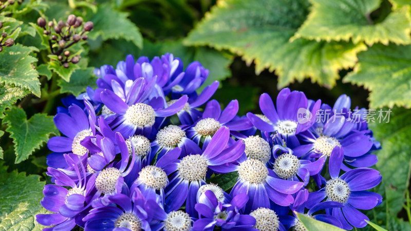 瓜叶菊花朵特写