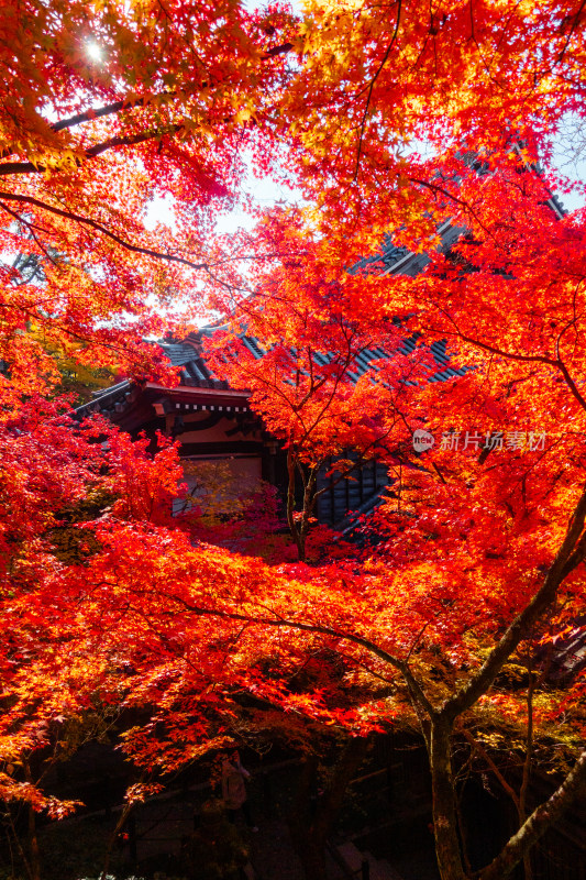 枫叶 庭院 日式 秋天 红叶