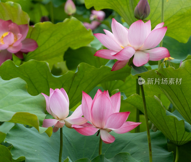 粉色荷花特写镜头