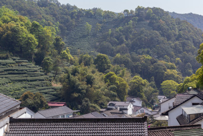 杭州杨梅岭绿意盎然的梯田式茶园