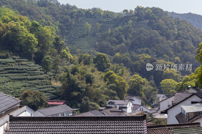 杭州杨梅岭绿意盎然的梯田式茶园