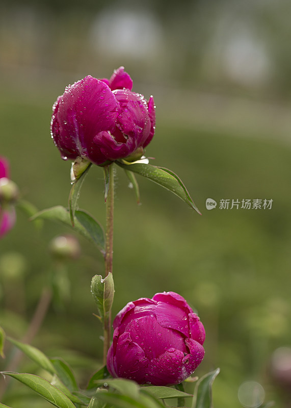 带水珠的紫红色芍药花近景特写