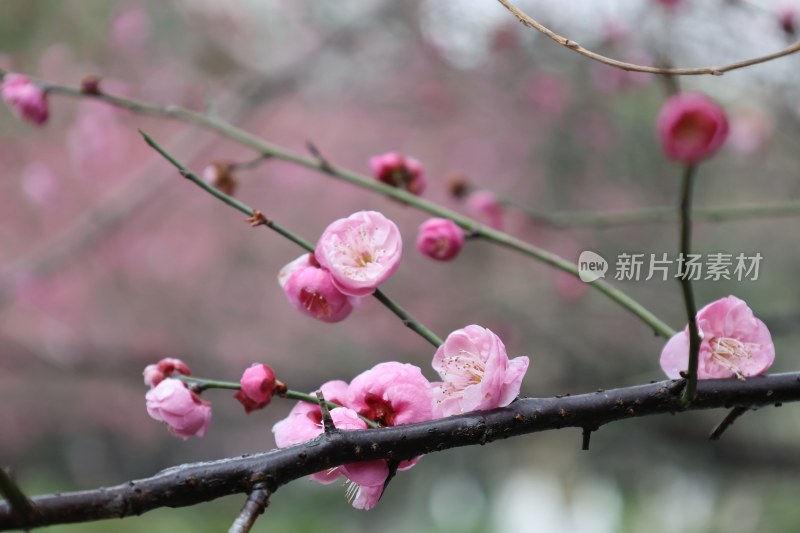 枝头绽放的粉色梅花