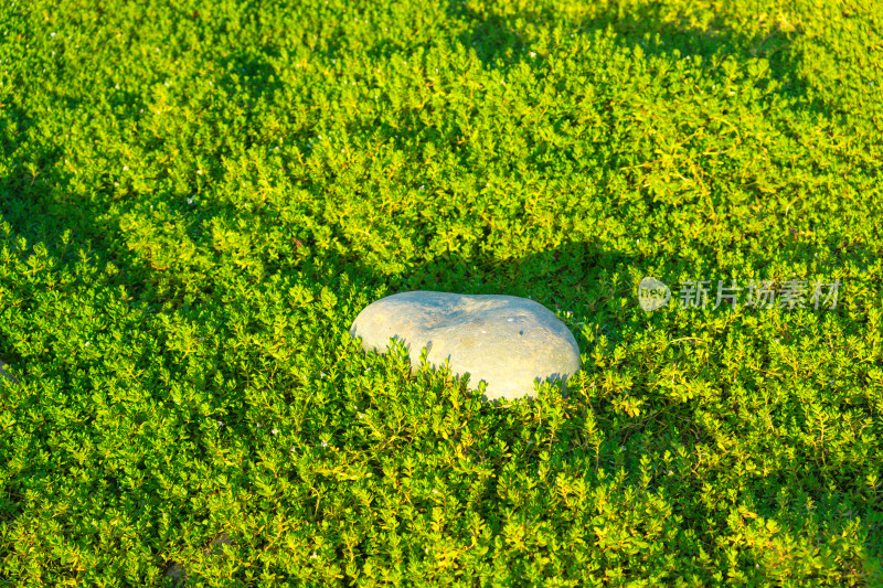 地上野草中间的鹅卵石
