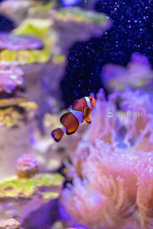 海缸水生物